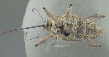 Media type: image;   Entomology 603216 Aspect: habitus ventral view